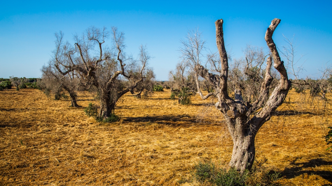 Xylella non si ferma e ormai si dirige verso Matera