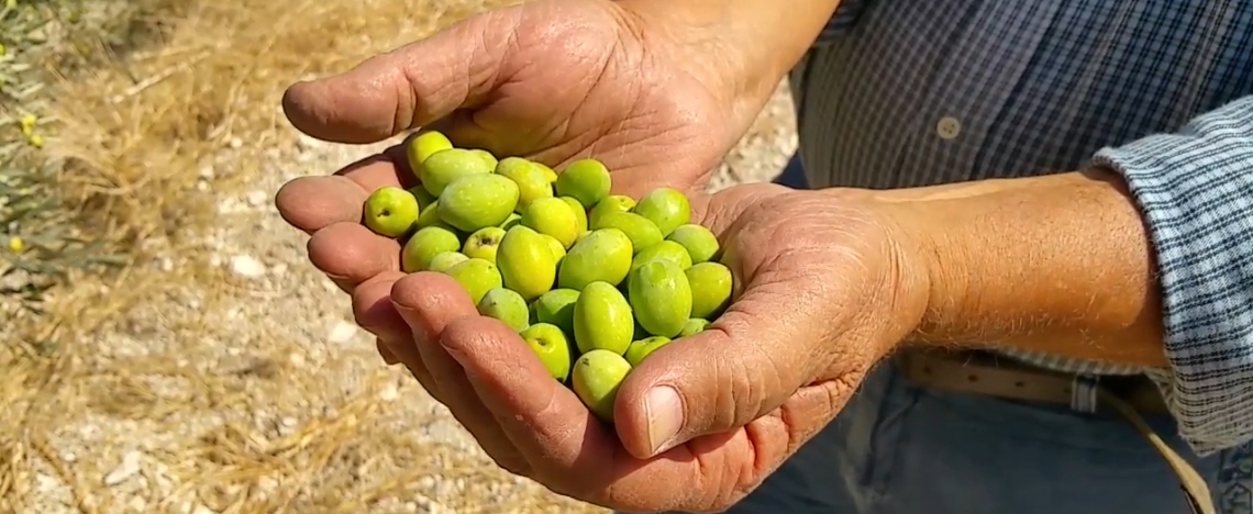 L'importanza della creatività nella ricerca olivicolo-olearia italiana