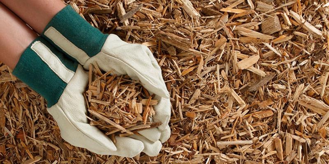 Trasformare gli scarti di legno in ingredienti farmaceutici a basso impatto ambientale