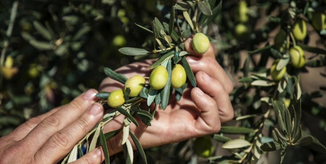 L'alternanza di produzione è dovuta alla nutrizione dell'olivo