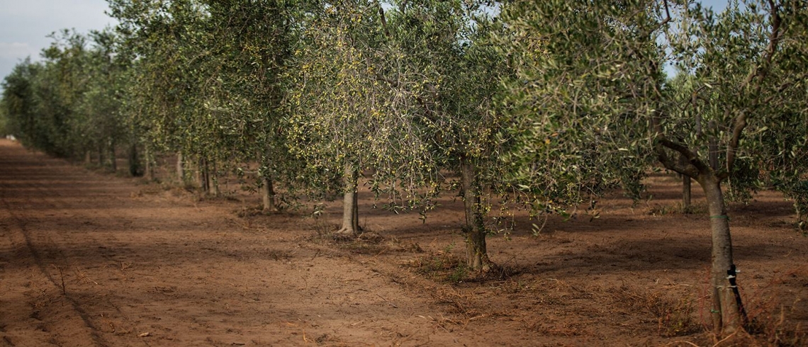 Il mondo nuovo degli oliveti superintensivi, che viene da lontano