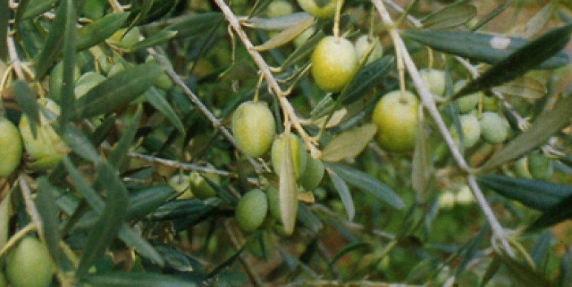 Varietà di olivo che cerchi, resistenza allo stress idrico che trovi