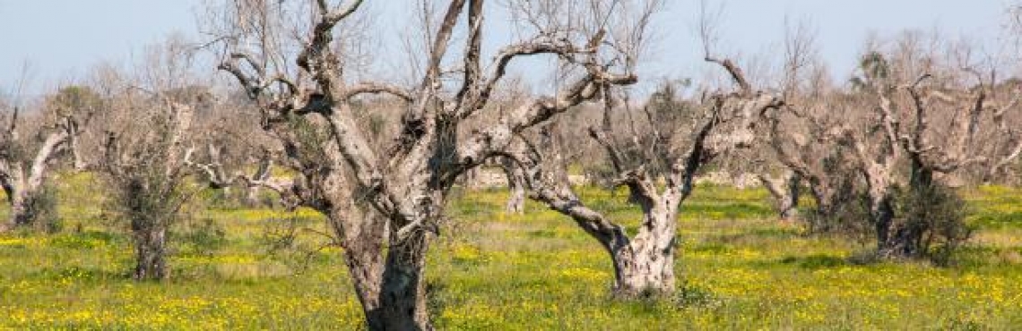 La Coratina è sensibile a Xylella fastidiosa, la Maiatica è invece tollerante