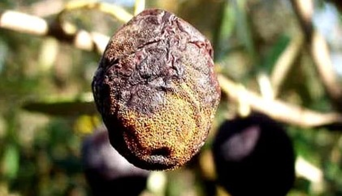 I limiti dei fungicidi nella lotta contro la lebbra dell'olivo