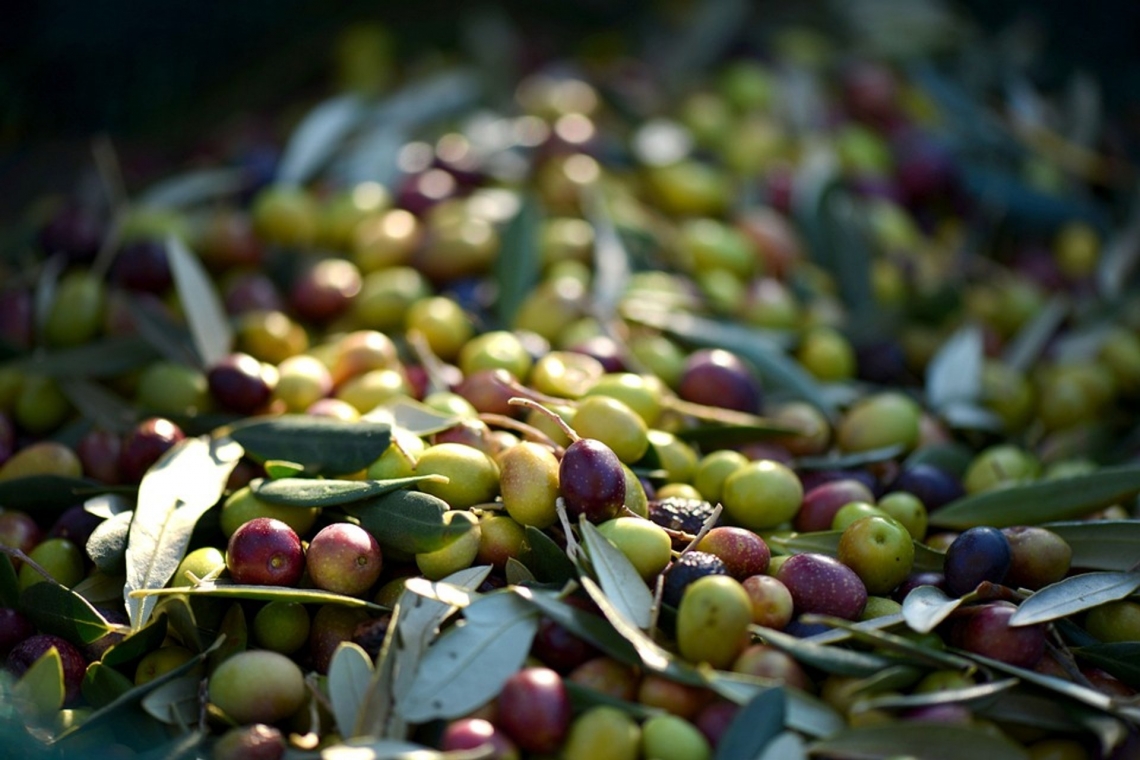 Una campagna olearia a pois per l'olivicoltura italiana: il racconto dei produttori