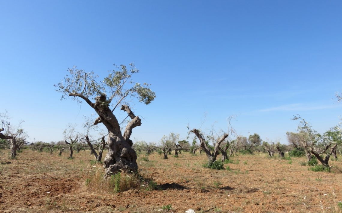 Cavitazione xylematica e capacità di auto-rigenerarsi nelle varietà di olivo infettate da Xylella fastidiosa