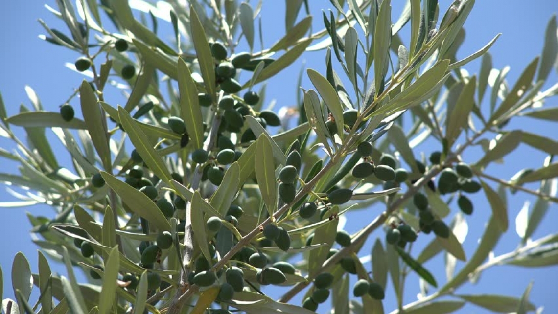 Aumentare la produttività dell'oliveto con la concimazione organica