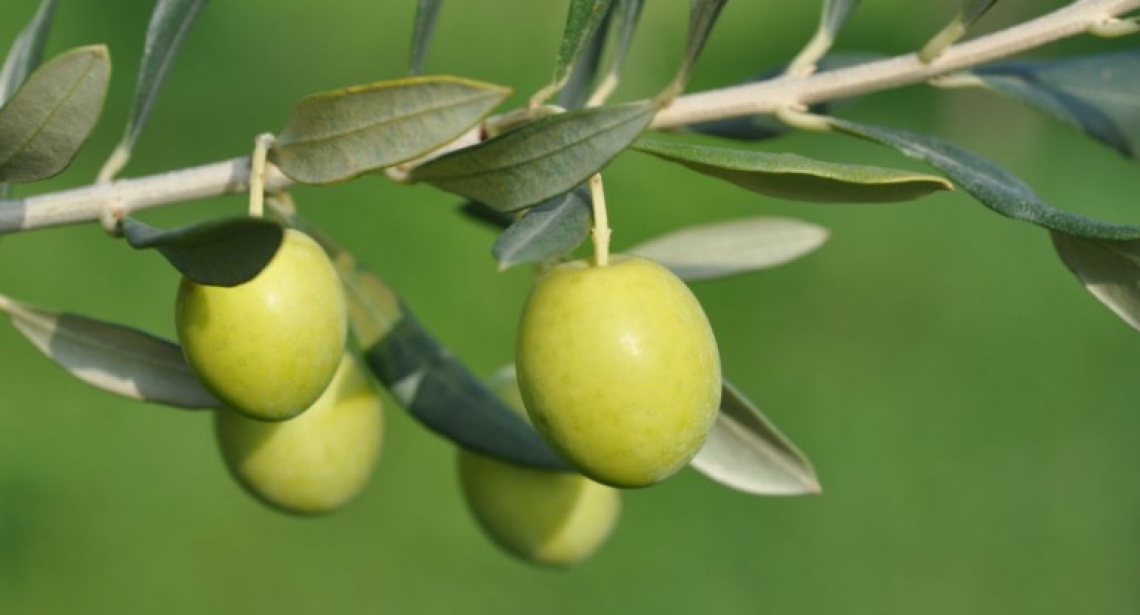 Il determinante ruolo del fosforo nella fioritura e fruttificazione dell'olivo