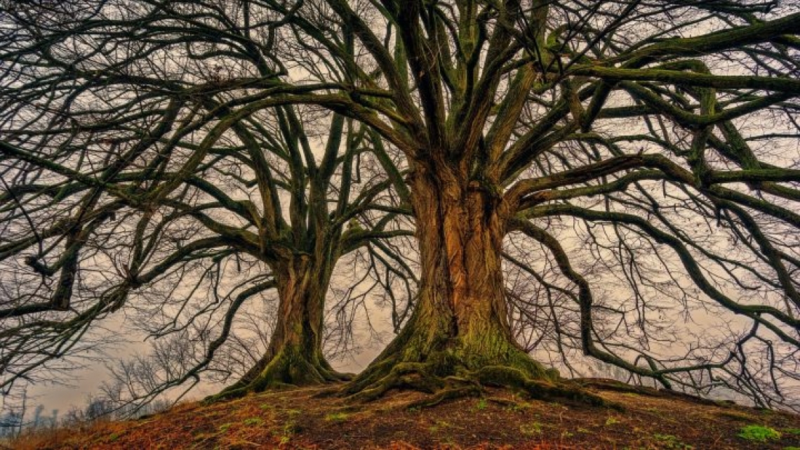 Più di metà degli alberi europei è a rischio estinzione