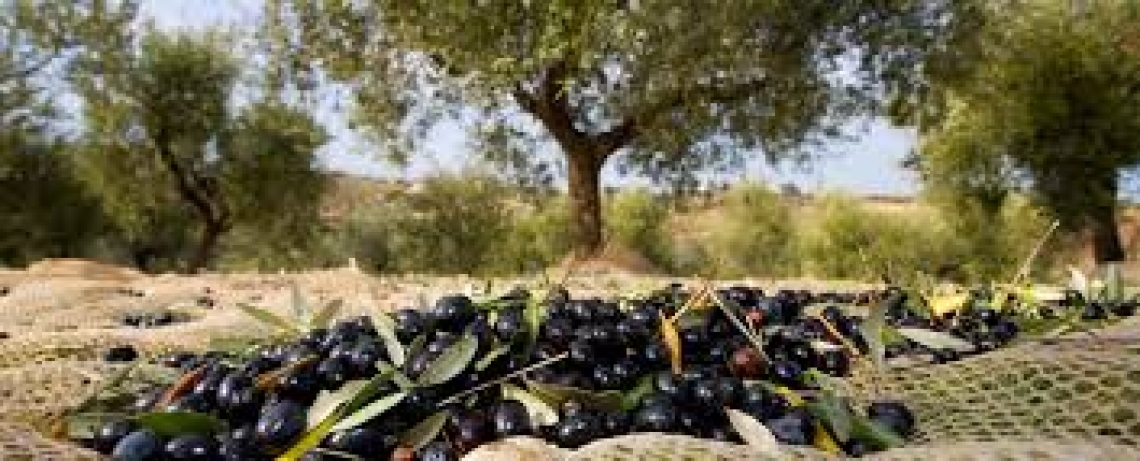 L'olivicoltura umbra alla ricerca di un nuovo spazio economico