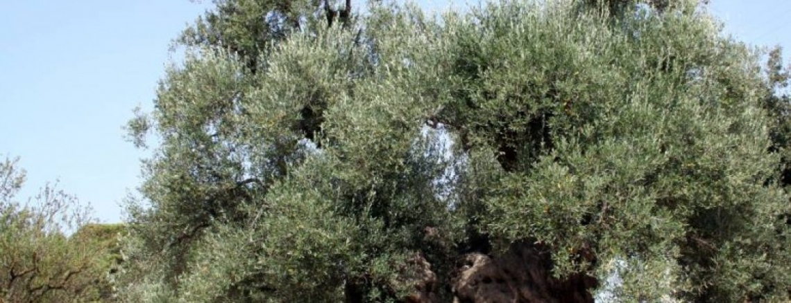 In Calabria si parla del futruro dell'olivicoltura italiana: un occhio alla produzione, uno al mercato