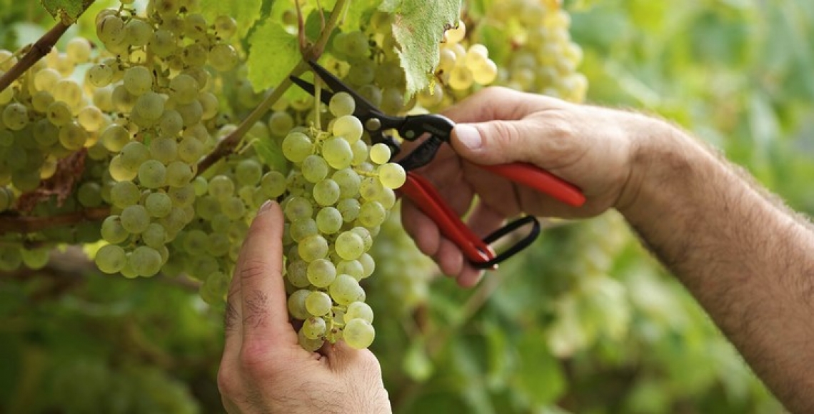 Nel Nord-Est grande annata per basi spumante e vini da invecchiamento