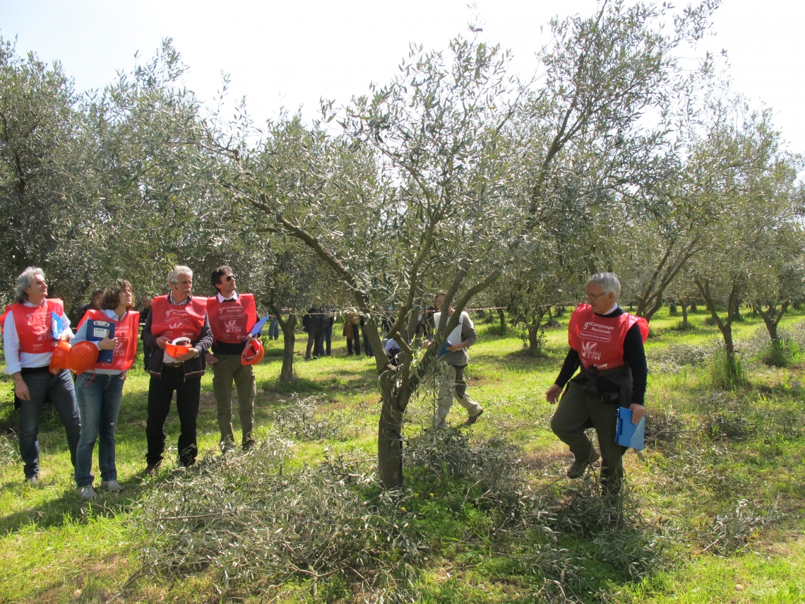 Un libro sotto l'albero di Natale: "L'olivo a vaso policonico"