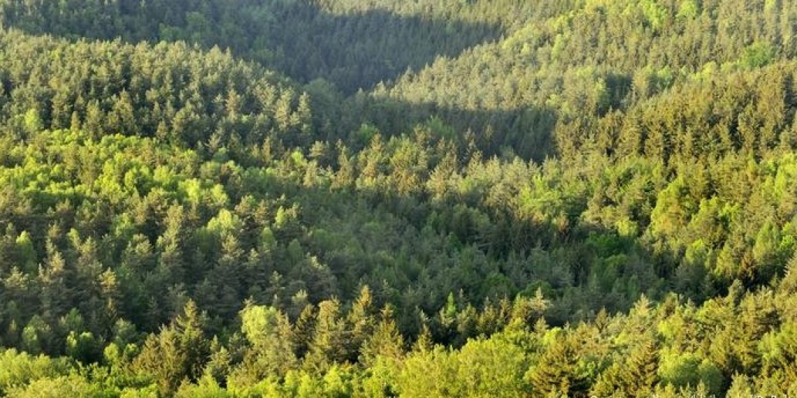 I profumi dei boschi e delle foreste dipendono dagli oli essenziali