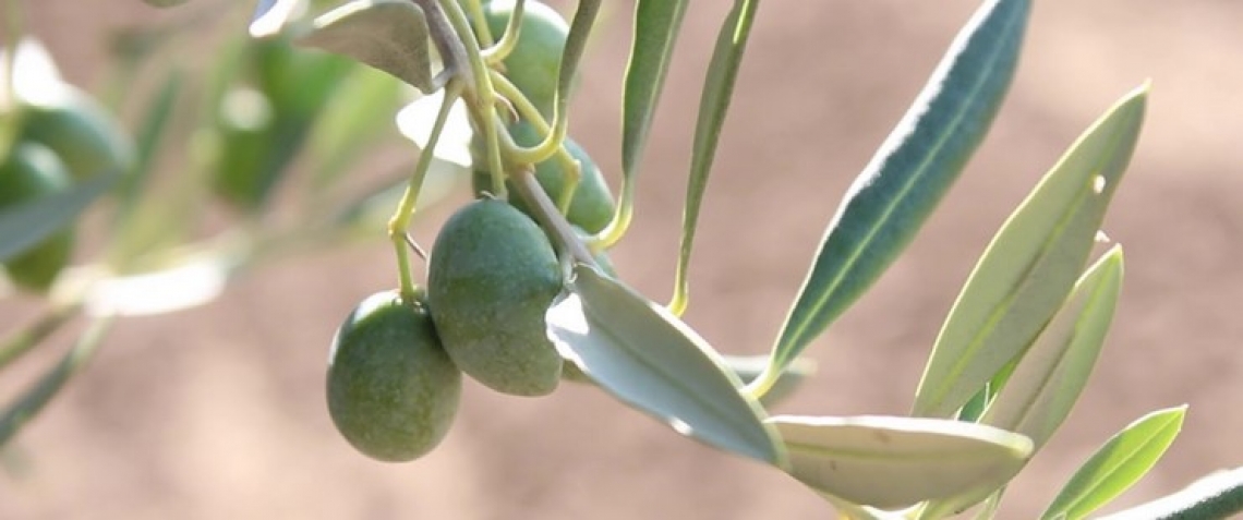 Produzione di olio d'oliva spagnolo vicina a un milione di tonnellate
