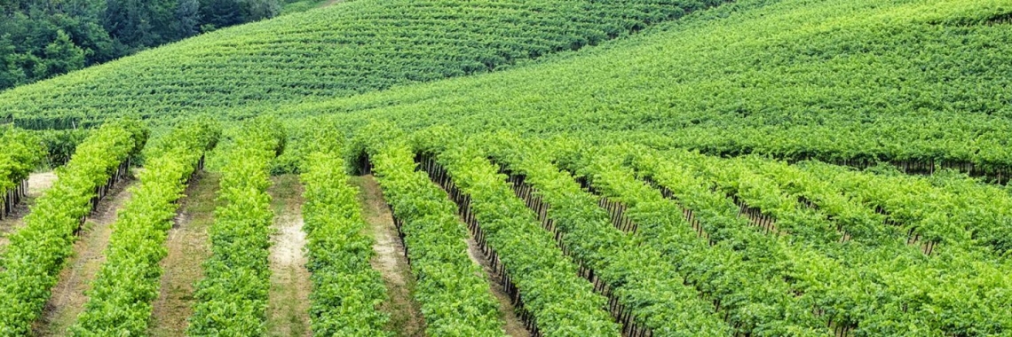 Nuovi vitigni per i Colli Piacentini: più qualità e contrasto ai cambiamenti climatici