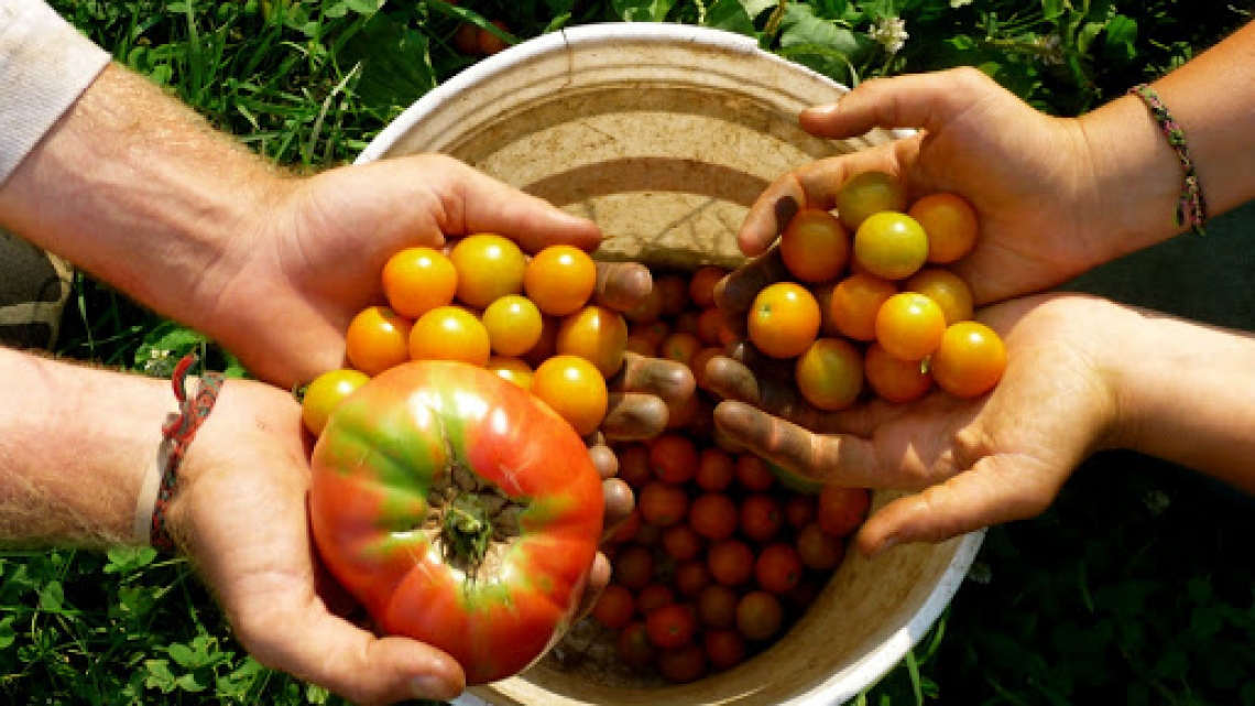 L'agricoltura bio non conosce crisi e continua a crescere