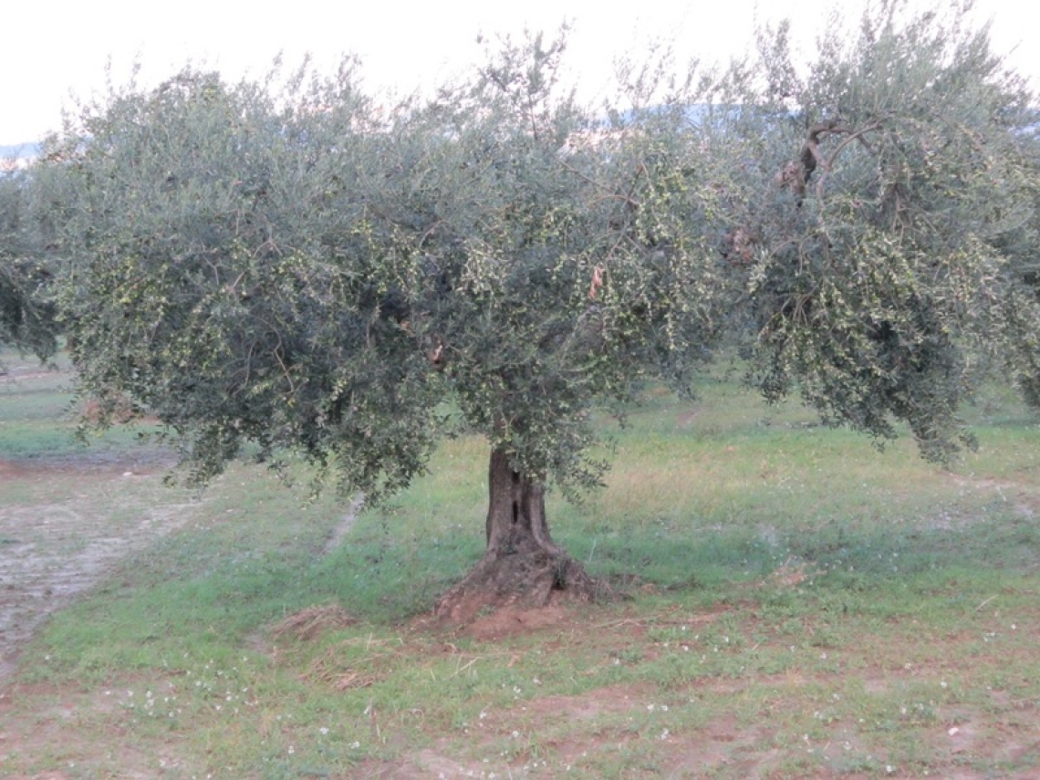 Il Molise punta a un'olivicoltura tutta biologica