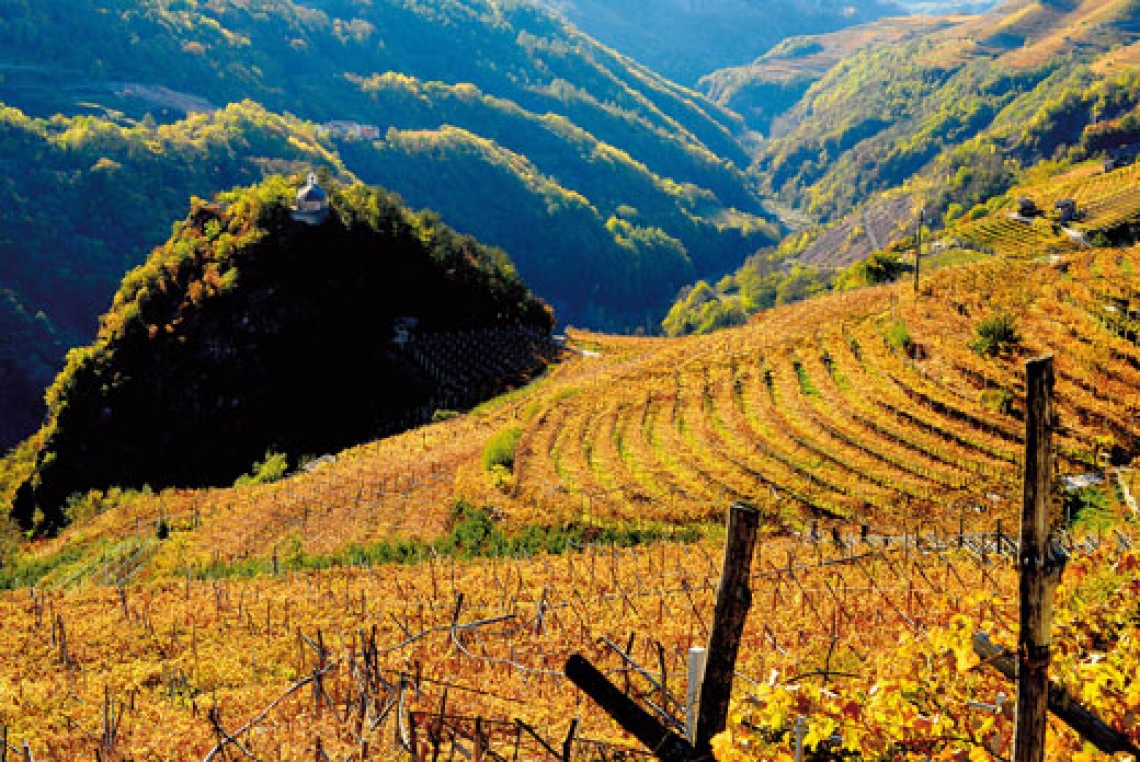 Vignaioli di montagna: tra vino e cinema spazio anche alla gastronomia