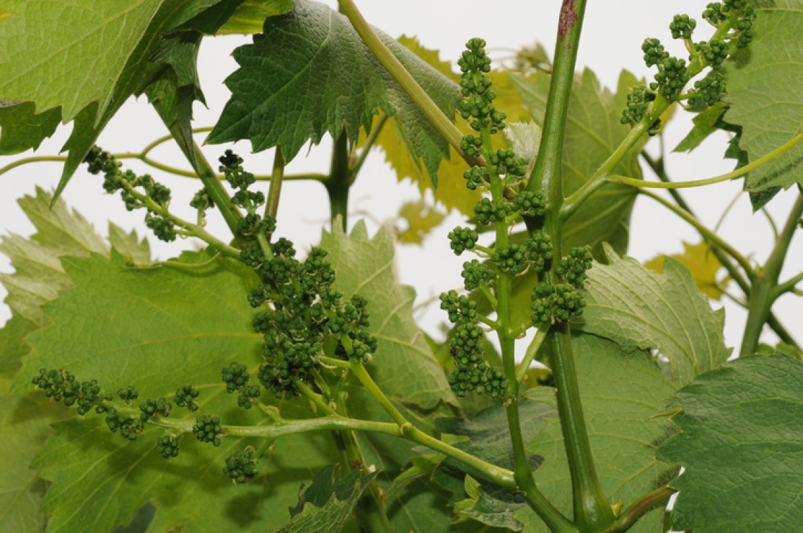 L'acqua ozonizzata per il controllo delle malattie della vite influisce sulla qualità del vino