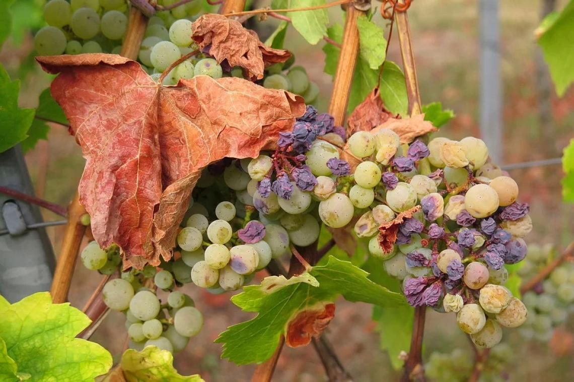 A rischio più della metà delle regioni vitivinicole mondiali