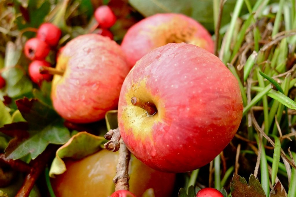 Alla scoperta delle virtù salutari di due antiche varietà di mele Toscane