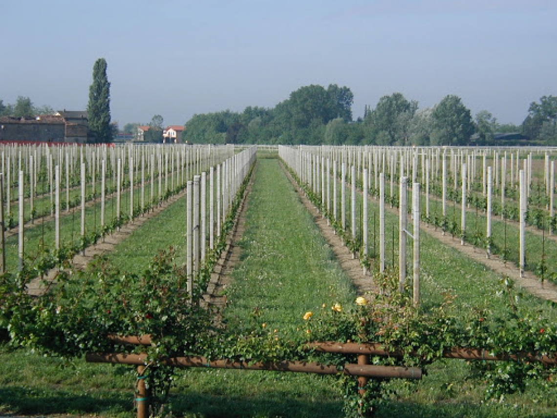 L'inerbimento in vigneto per ridurre l'impatto degli insetti dannosi