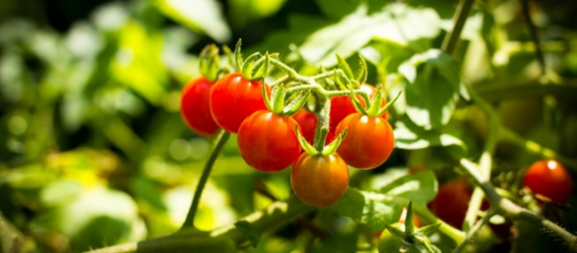 No all'accordo sul pomodoro biologico: svilisce il prodotto