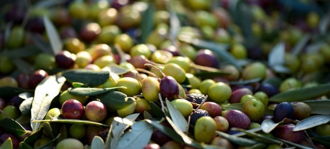 Un sistema semplice per la determinazione della maturità delle olive