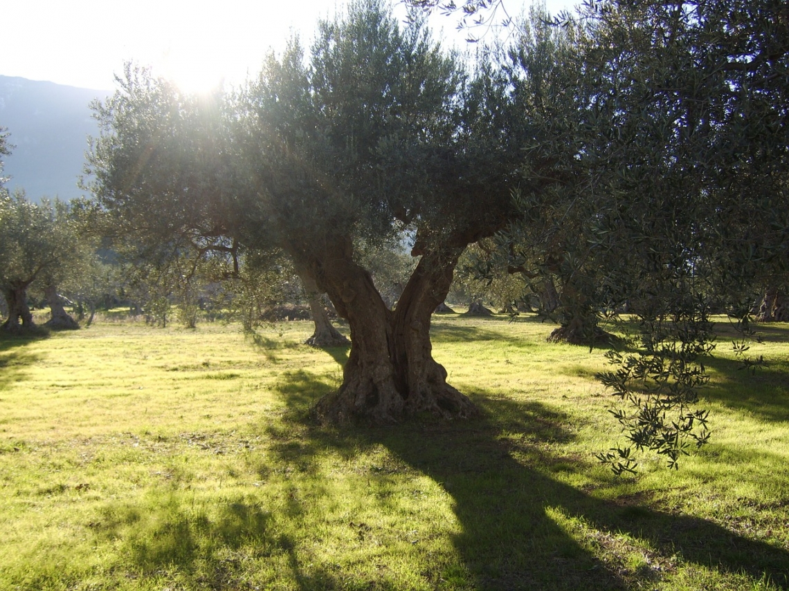 Le armi segrete dell'olivo per difendersi dai raggi UV-B