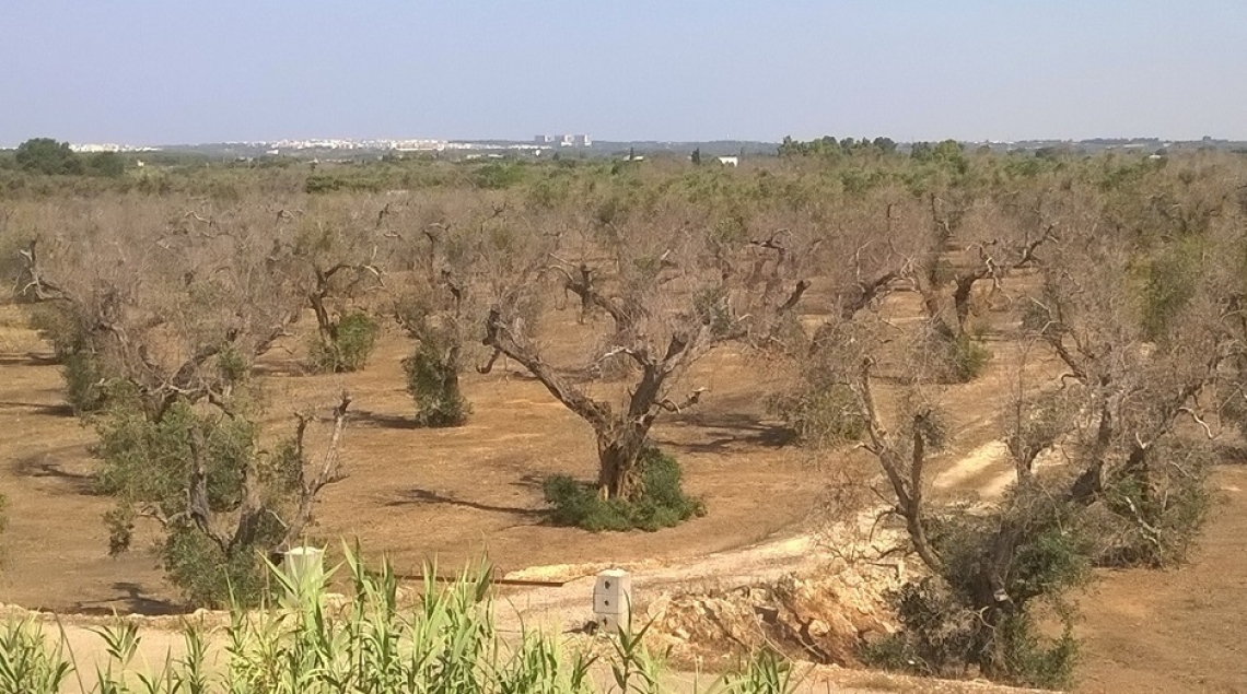 Contro Xylella fastidiosa nel futuro sarà possibile utilizzare la lotta microbiologica