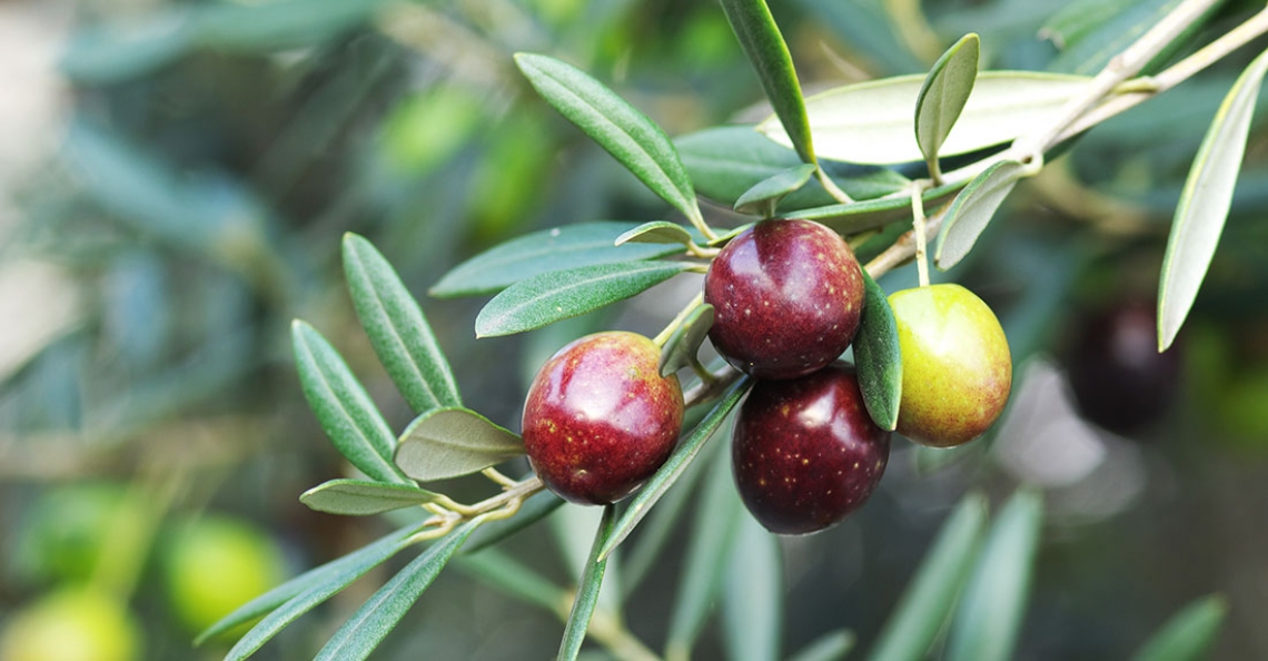 Il paradosso dell'olivo: più acqua nelle foglie grazie alla siccità