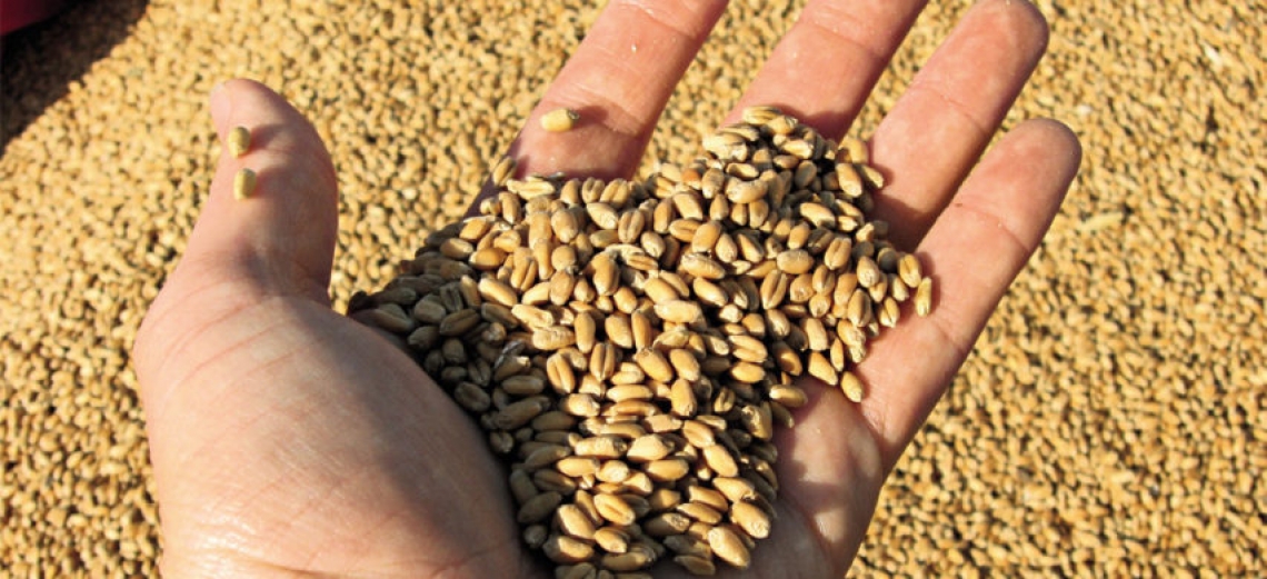 Un disciplinare garantirà la provenienza dei cereali italiani a partire dal seme