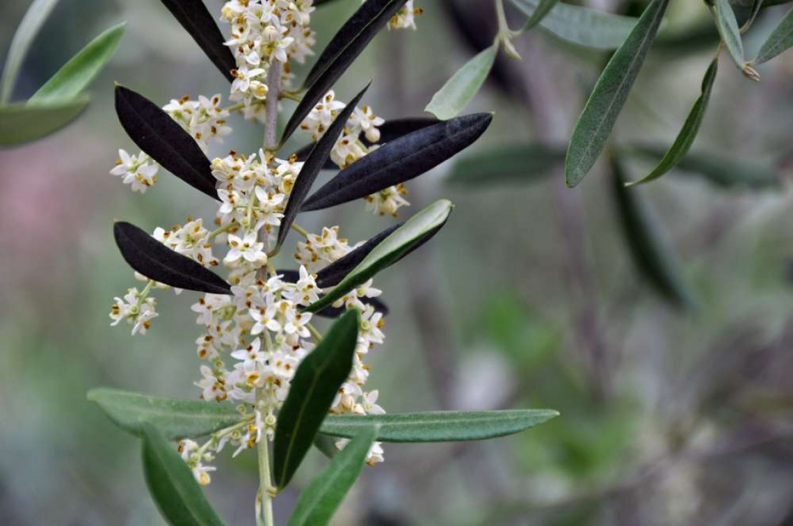 Senza freddo è a rischio la fioritura dell'olivo