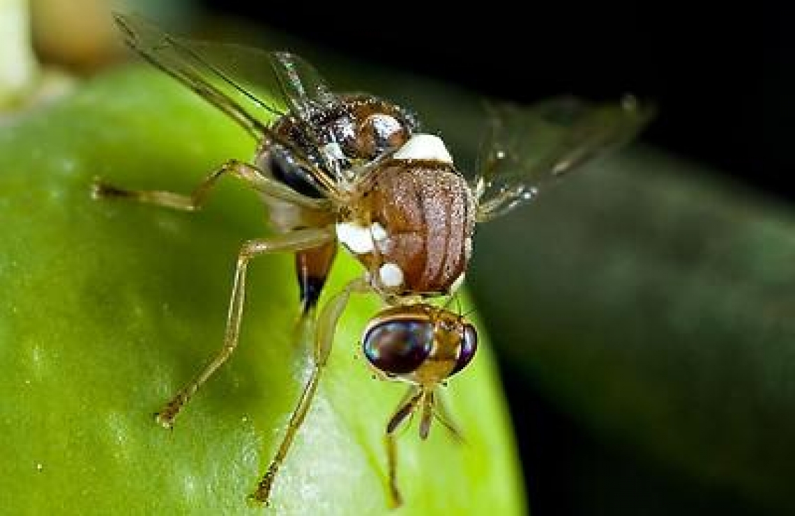 Controllare la mosca delle olive grazie a composti volatili kairomoni