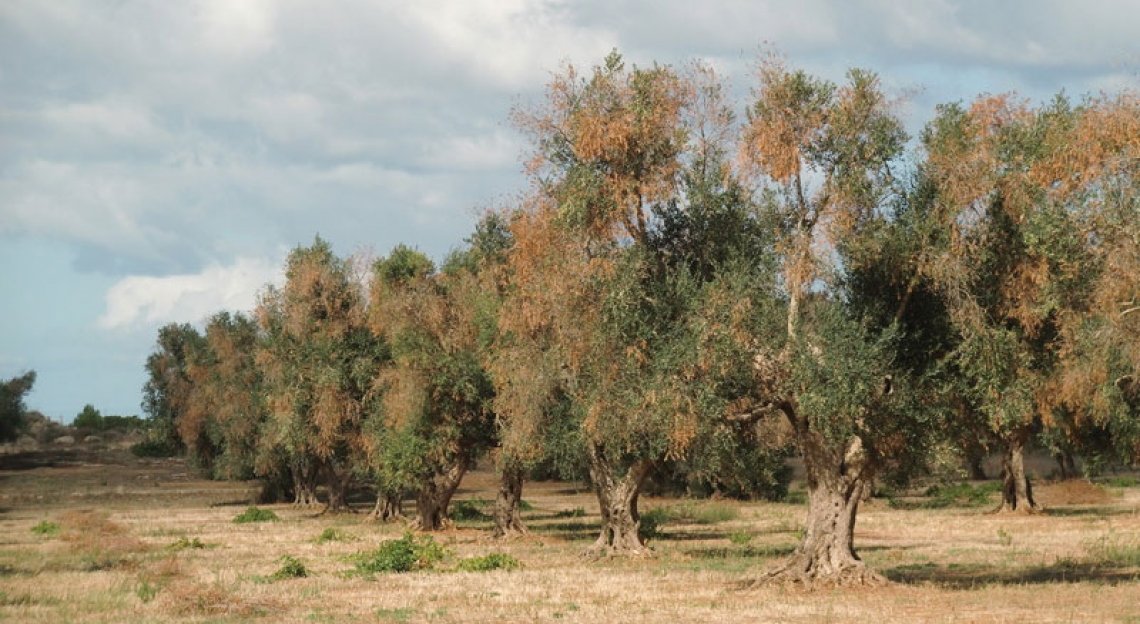 Firmato il decreto interministeriale su Xylella fastidiosa