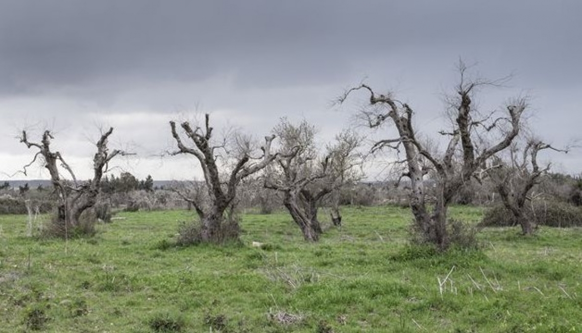 La diffusione di Xylella in Puglia non si arresta