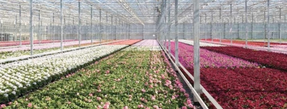 Il settore florovivaistico può continuare a lavorare e vendere