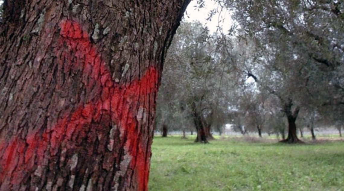 Il Covid-19 si allea con Xylella fastidiosa: stop ai monitoraggi in Puglia