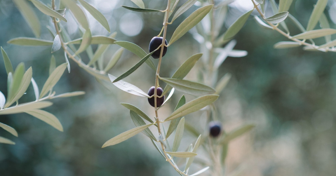 Il Coi vuole il riconoscimento dell'olivo come specie prioritaria