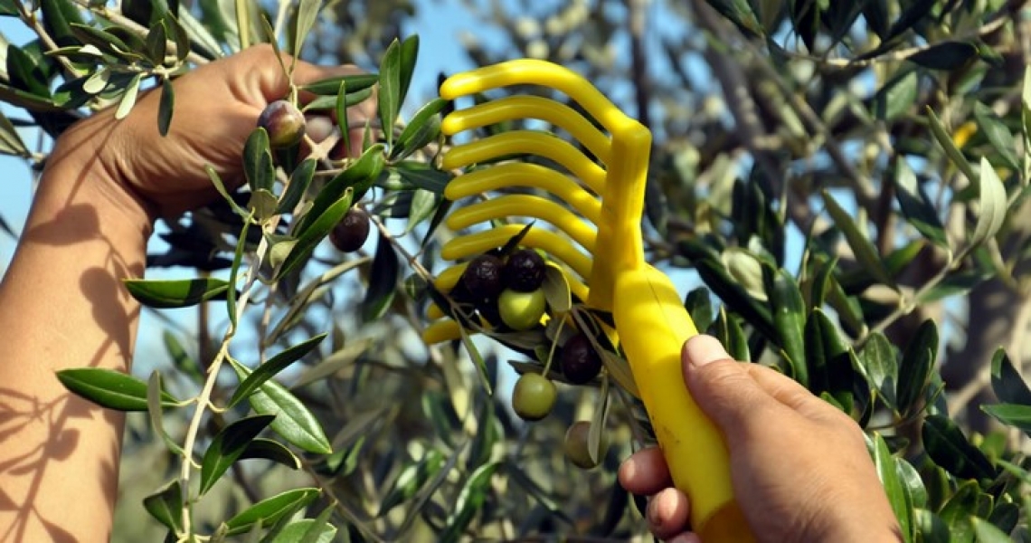 In aumento le vendite di olio extra vergine di oliva italiano, ma non per tutti