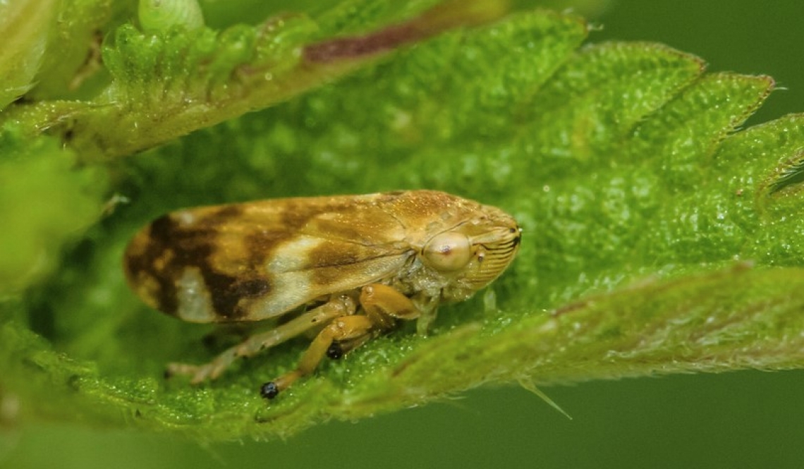 Lottare contro Xylella fastidiosa è un obbligo anche in tempi di coronavirus