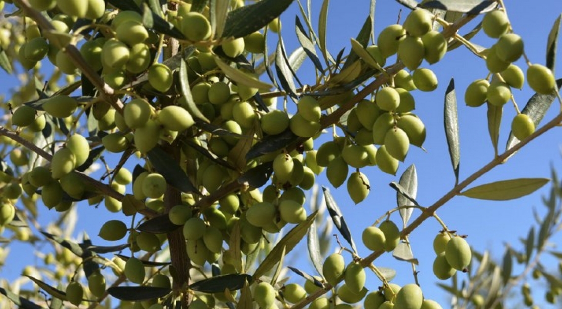 Il Cile si prepara alla campagna olearia nel mezzo della tempesta coronavirus