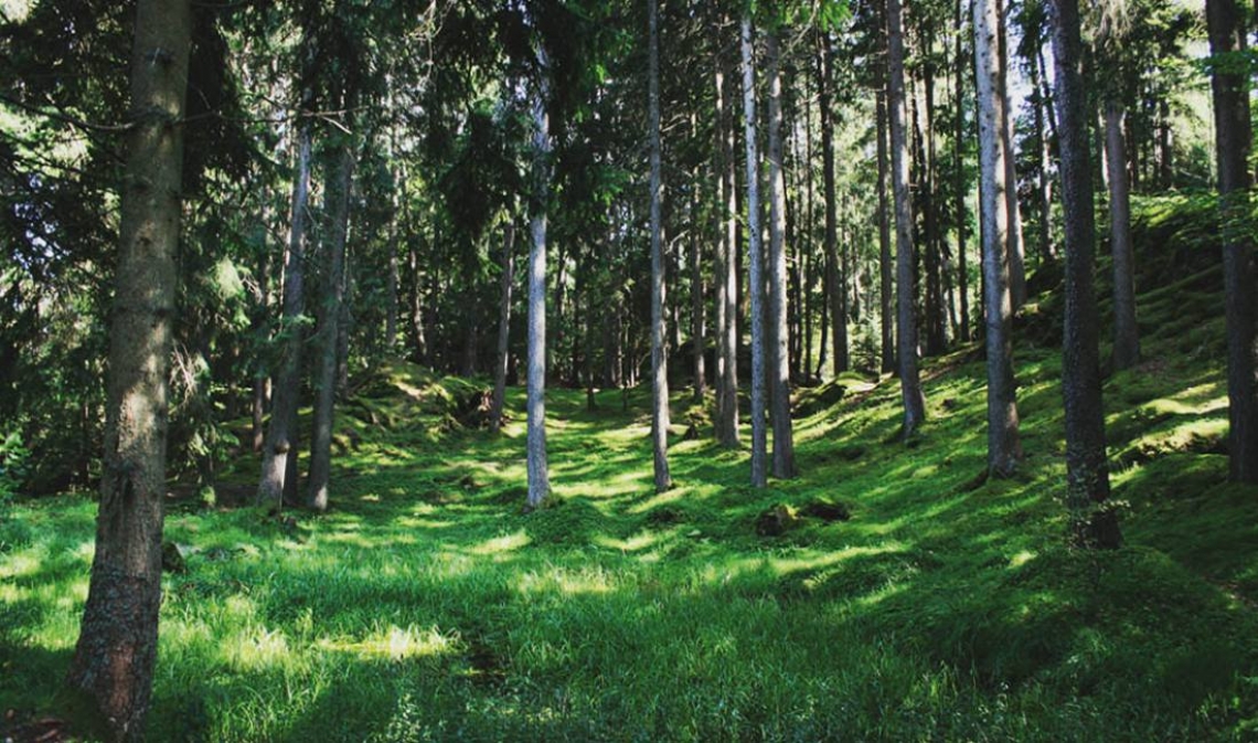 Foreste italiane: nuova linfa dai decreti ministeriali sbloccati