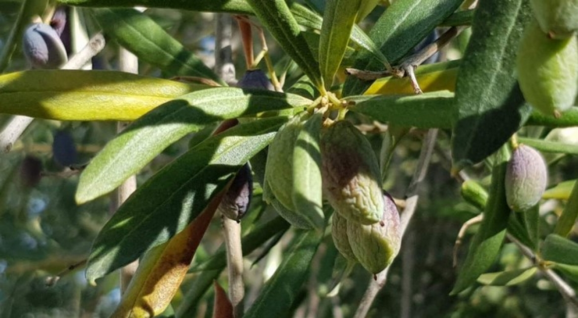 Un trattamento con acido abscissico per far sopportare all'olivo la siccità
