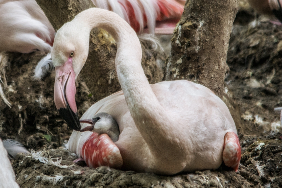 Nascono i nuovi fenicotteri rosa al Parco Natura Viva