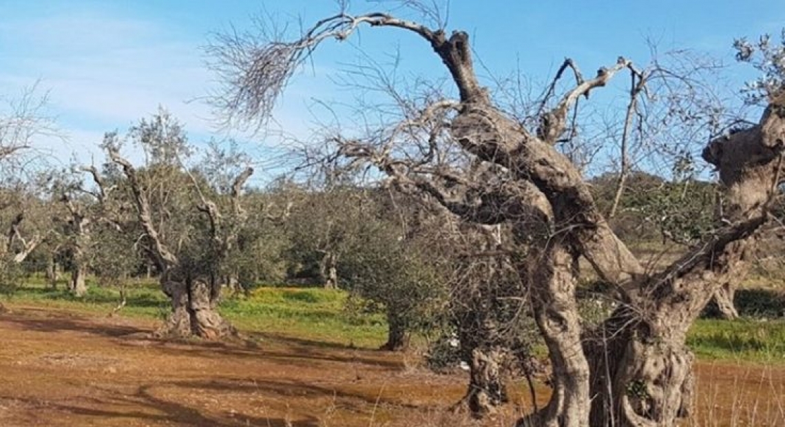 Pochi oliveti senza interventi contro Xylella fastidiosa in Puglia