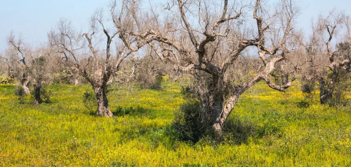 Trentasette nuove specie vegetali ospiti di Xylella fastidiosa