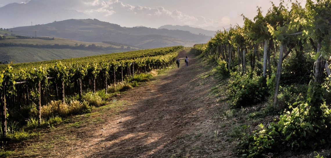 Montepulciano d’Abruzzo si conferma il traino dei vini abruzzesi