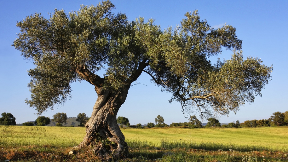 Dalla letteratura i segreti dell'olivo per una felice libido